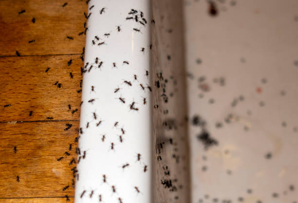 Pest Control Cost in Jefferson, WI